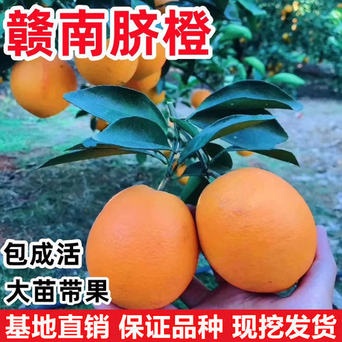 纽荷尔脐橙苗橙子苗赣南脐橙树苗