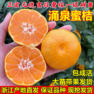 嫁接无核涌泉蜜橘苗 临海涌泉蜜桔树苗 早熟柑橘树苗 宫川蜜桔苗