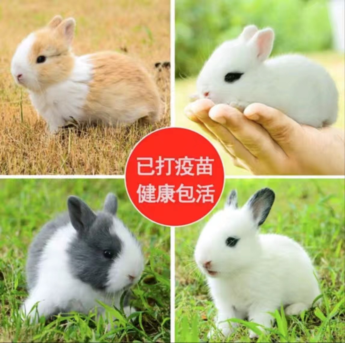 小白兔活体侏儒兔长不大垂耳兔海棠猫猫兔茶杯兔家兔宠物兔子活物_虎窝淘