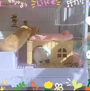 达洋兔笼R81Pro躲避屋木屋床平台实木层板R100Pro装饰兔子荷兰猪