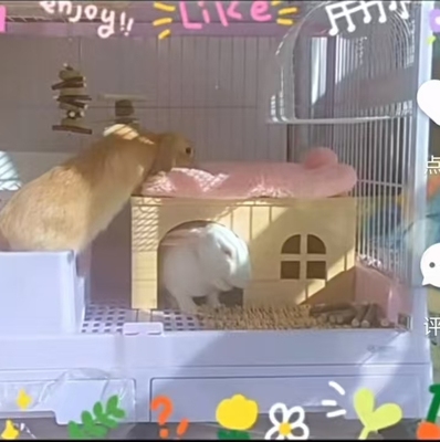 达洋兔笼R81Pro躲避屋木屋床平台实木层板R100Pro装饰兔子荷兰猪