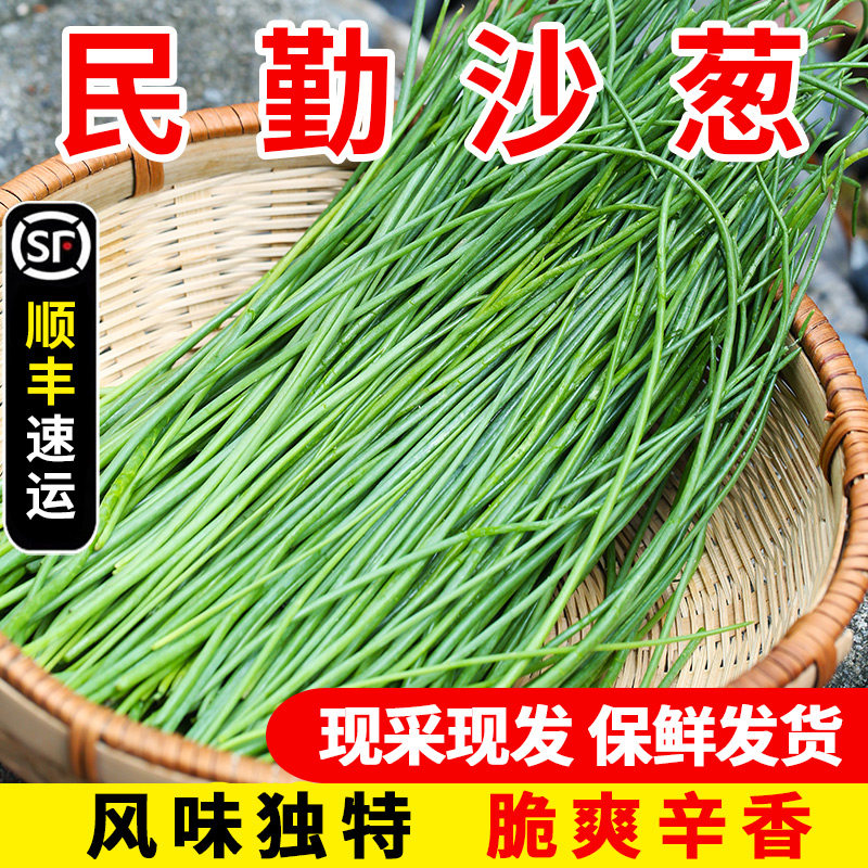 顺丰正宗民勤沙葱新鲜蔬菜饺子馅葱类