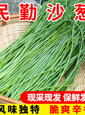 顺丰正宗民勤沙葱新鲜蔬菜饺子馅料特产野生香葱小葱酒店凉菜包邮
