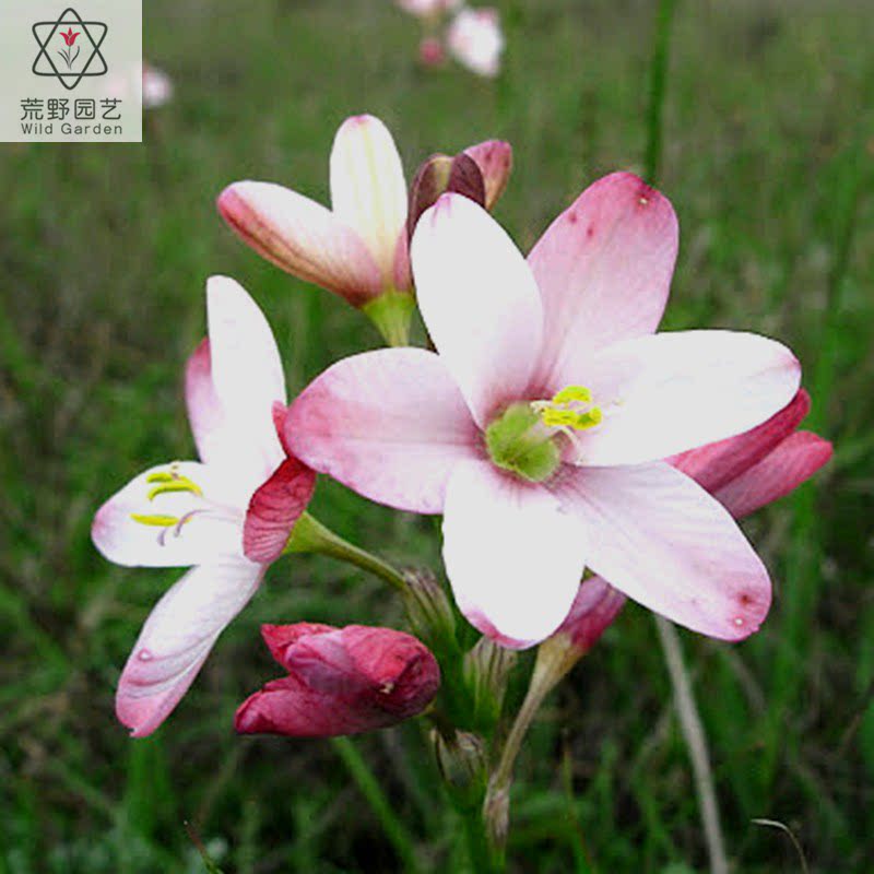 【2024上架】ixa005长管谷鸢尾ixia longituba荒野园艺