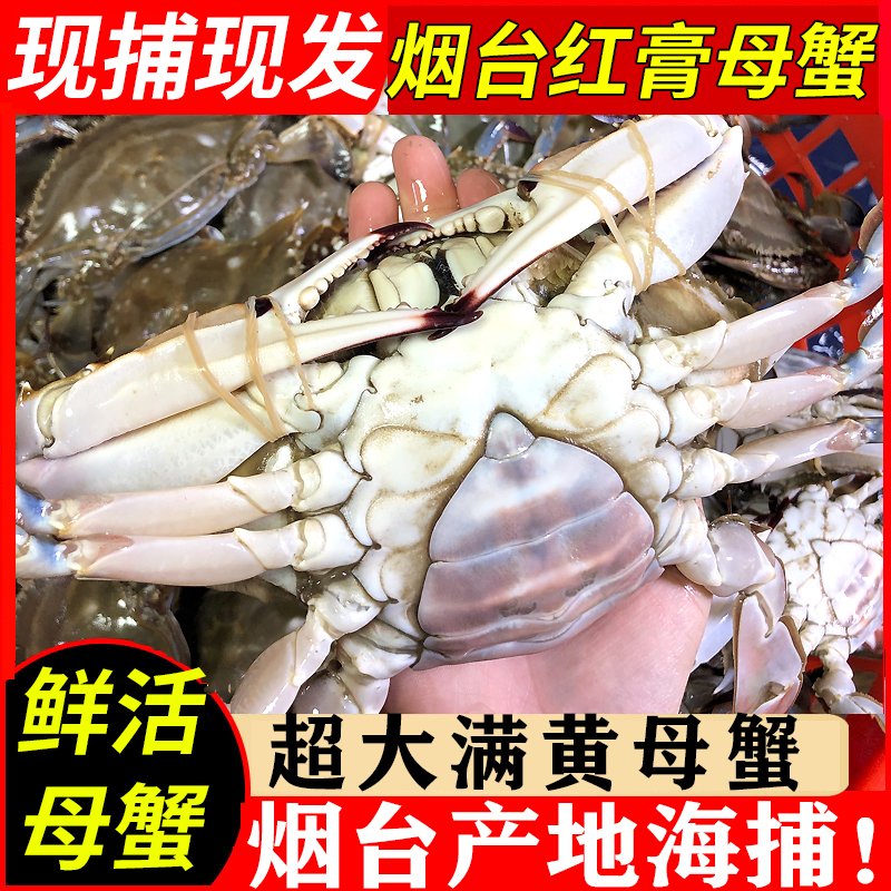 【顺丰】梭子蟹鲜活大新鲜红膏母蟹莱州满黄大飞蟹海蟹全母螃蟹-封面