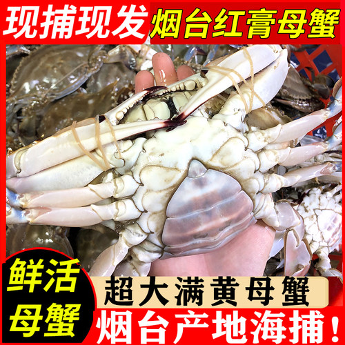 海捕蟹莱州三山岛螃蟹