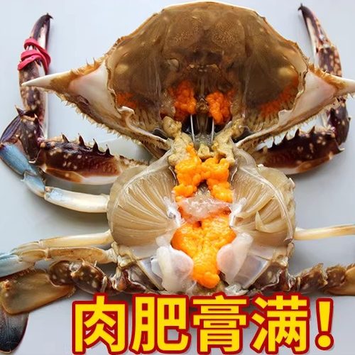 莱州三山岛梭子蟹母蟹海蟹红膏蟹