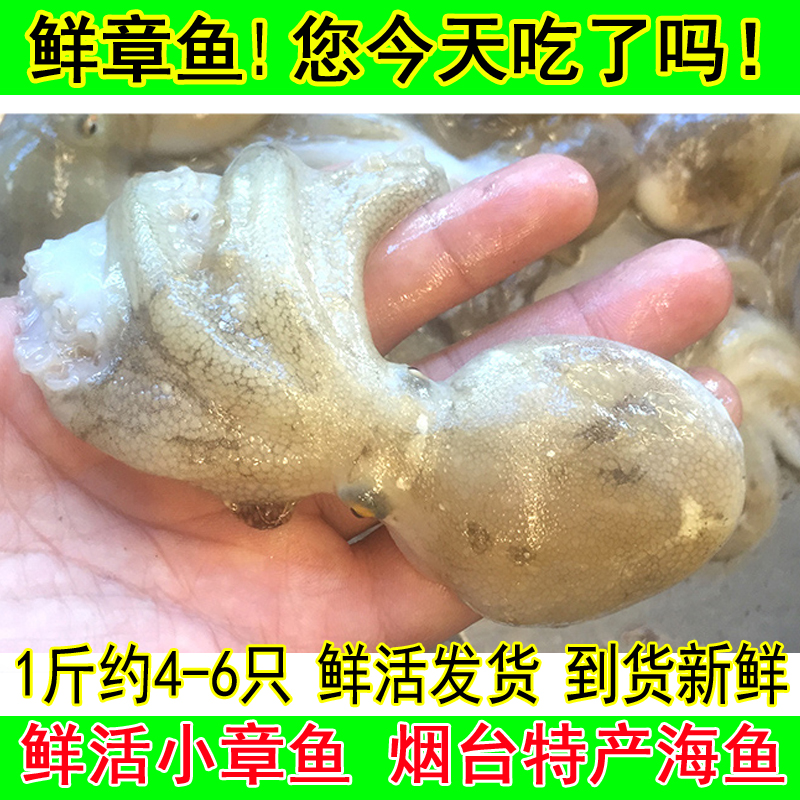 鲜活八爪鱼小章鱼烟台海鱼