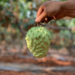 四川攀枝花牛奶凤梨释迦佛头番荔枝精品大果礼盒顺丰新鲜水果纯甜