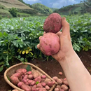 大凉山彝族红皮黄心老土豆洋芋应季 新鲜粗高原农户种植淀粉马铃薯