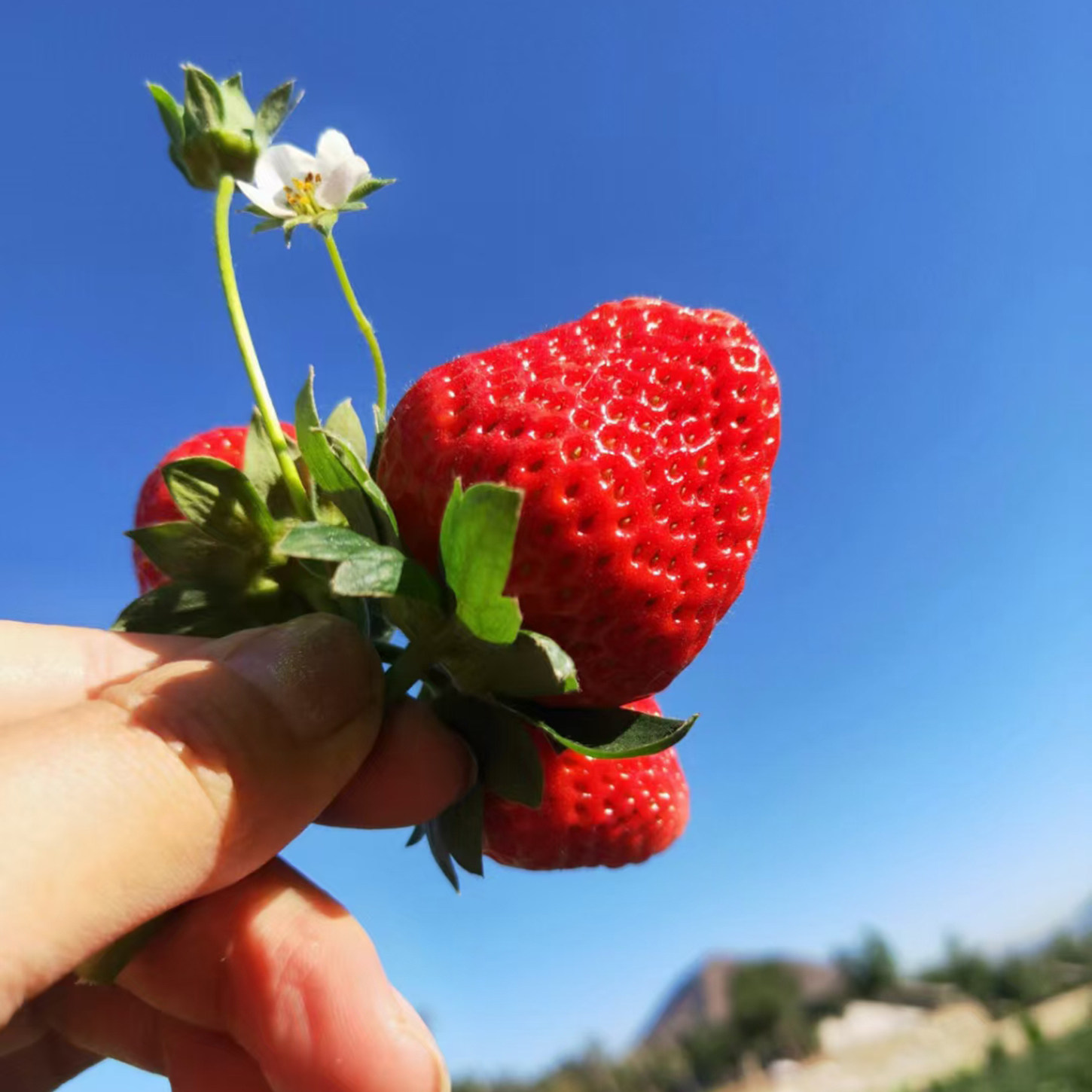 西昌露天种植香野隋珠草莓农户发
