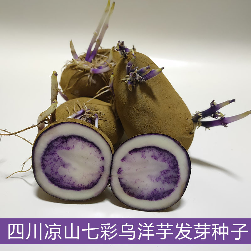 大凉山紫花心乌洋芋已萌芽种子
