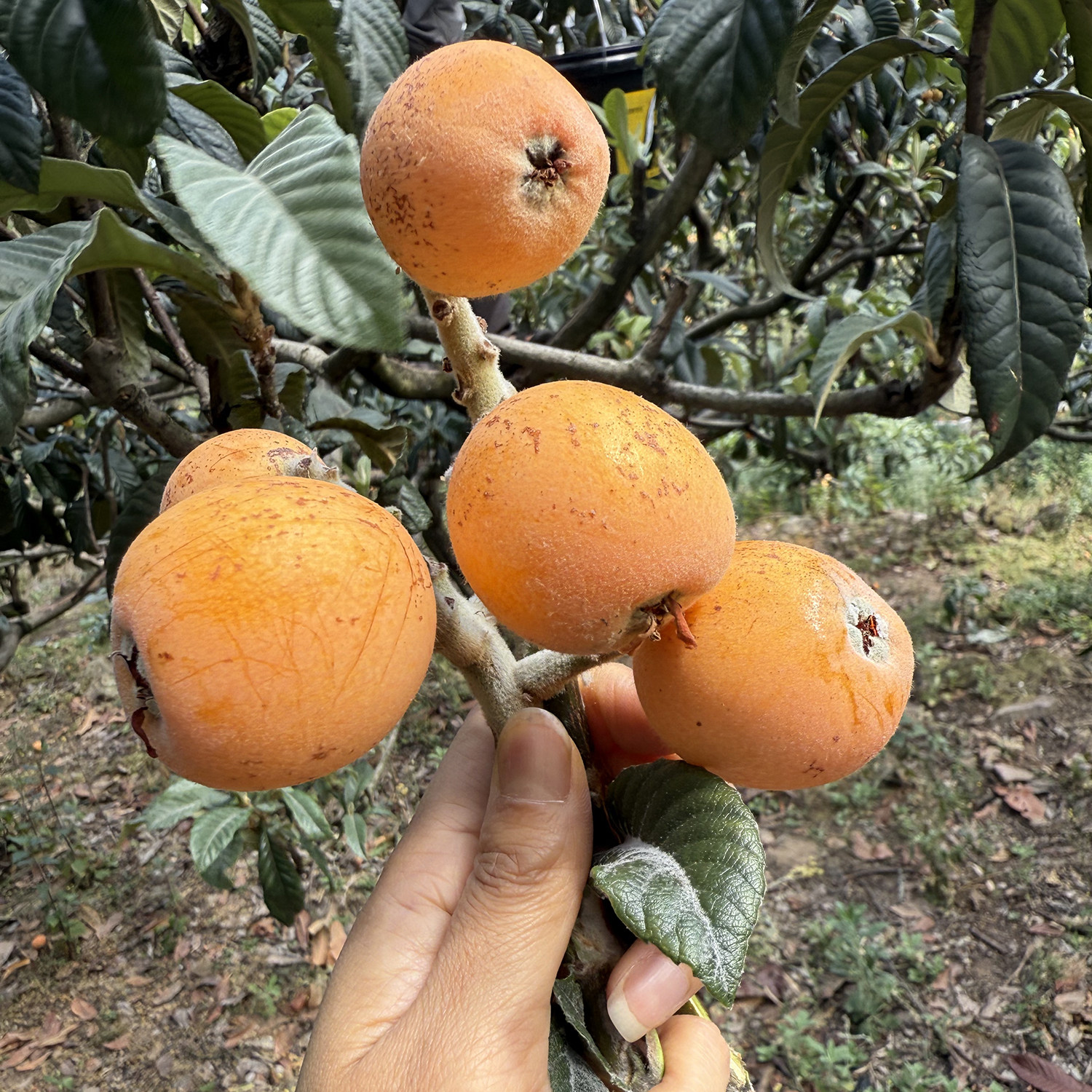 2026大凉山德西昌高山半野生土枇杷太阳果 纯甜新鲜应季水果琵琶