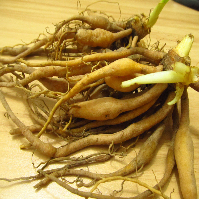 野生黄花菜根中药材苗新鲜图片