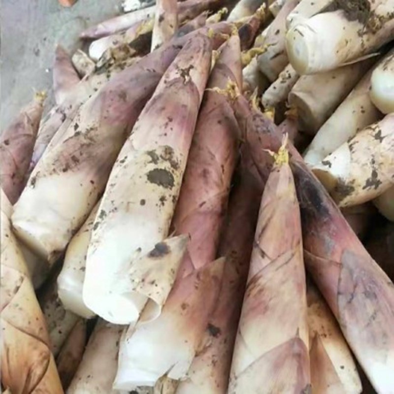 临安春笋新鲜现挖竹笋油焖笋浙江特产农家惊雷笋腌笃鲜孵笋鲜嫩笋