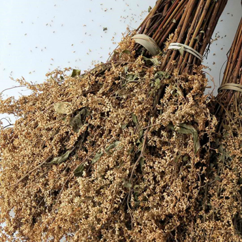 六月霜茶夏天凉茶花草茶临安六月雪南刘寄奴工地饭店用茶非绿茶