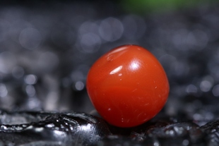 满肉柿子红老型珠配饰完美无瑕疵尺寸12*13mm