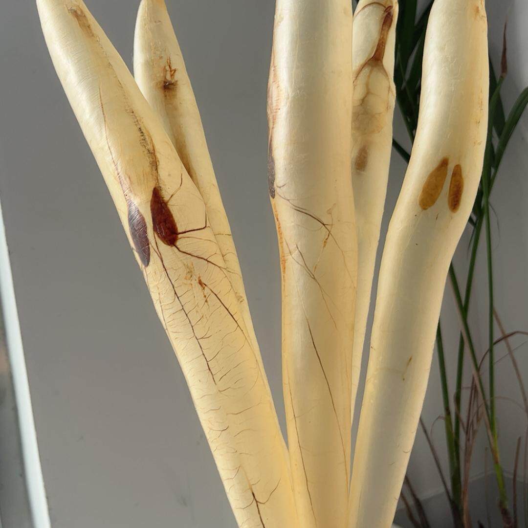 天然鱼鳔*18头鳝肚鳝鱼胶*鳗鱼胶*深海正品花胶孕妇产妇滋补品