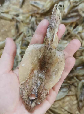 船晒北海鱿鱼碳烤鱿鱼干KTV鱿鱼干海鲜干货玻璃鱿