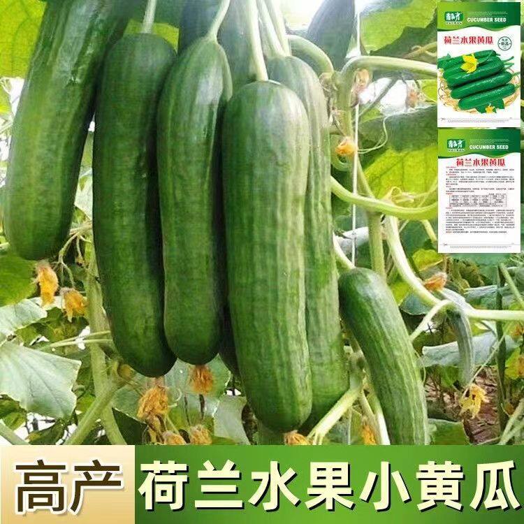 荷兰水果黄瓜种子 农家四季种植阳台盆栽无刺小黄瓜种籽水果蔬