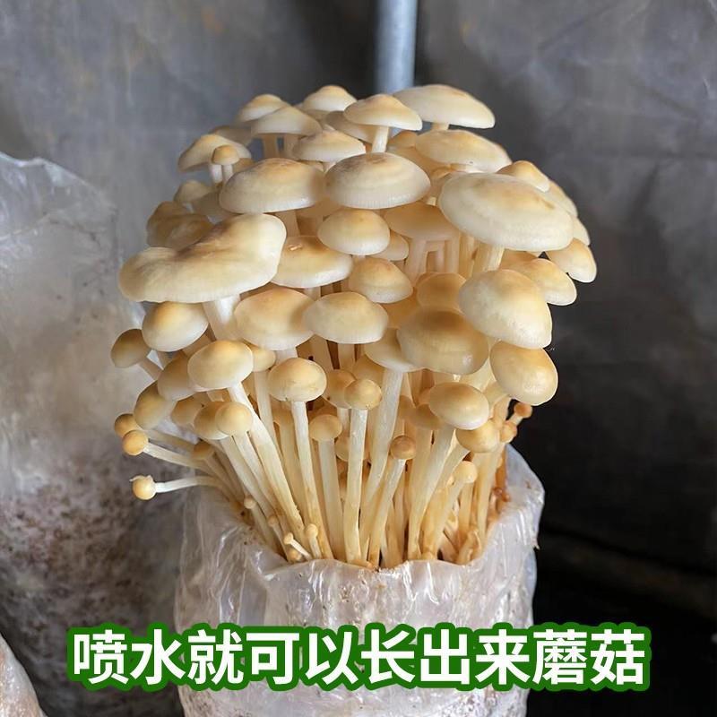 食用金针菇菌包蘑菇种植包阳台四季养殖菌菌种鸡腿菇香菇家庭好种-封面