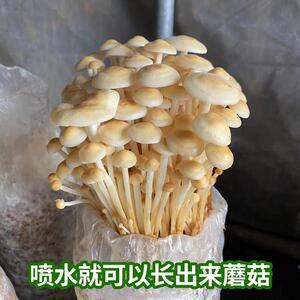 食用金针菇菌包蘑菇种植包阳台四季养殖菌菌种鸡腿菇香菇家庭好种