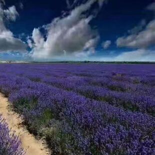 薰衣草种子普罗旺斯薰衣草花种四季易种驱蚊香草盆栽庭院花海种子