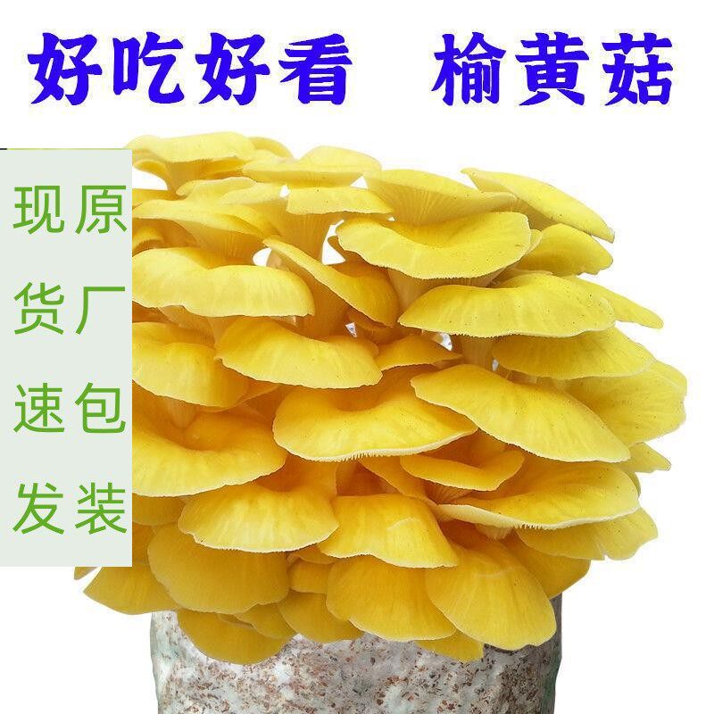 食用菌种包红平菇榆黄灰平菇蘑菇种包自栽新鲜懒人易种菌包大全