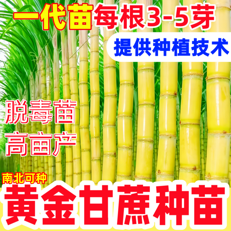 正宗黄金皮甘蔗苗种苗子水果甘蔗苗种子黑皮青红紫甘蔗种苗种子芽
