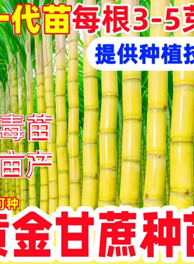正宗广西甘蔗苗黄金甘蔗种爆甜