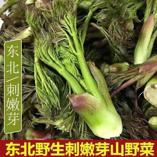 刺龙芽菜种子东北山野特色蔬菜籽