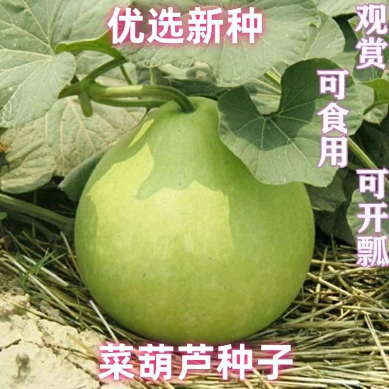 食用菜葫芦种子超大菜葫芦种子瓢葫芦种子可以做水瓢食用葫芦种子
