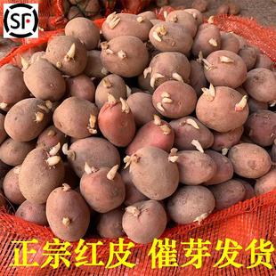 云南高产红皮黄心发芽土豆种子老品种马铃薯原种植苗早熟新种洋芋