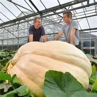 巨型南瓜种子大南瓜种子籽新品种观赏食用四季春秋蔬菜种子蔬菜籽