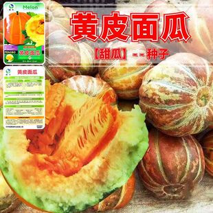 黄皮面瓜种子香瓜种子早熟糯粉干面味浓郁红壤水分少春秋季蔬菜