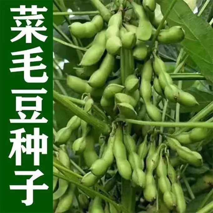 精选绿宝石毛豆种子中晚熟大粒青毛豆非豆子大全各种各样