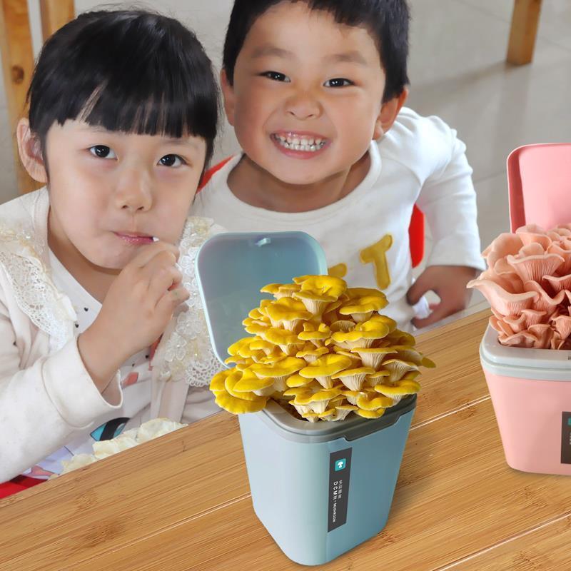 蘑菇种植桶装蘑菇菌棒家庭平菇种植食用菌种菌包桶装蘑菇种植包