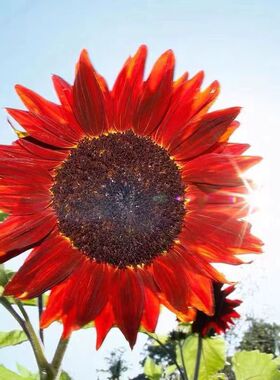 红色向日葵种子虎头向日葵种籽观赏向日葵阳台庭院耐热耐旱花种籽