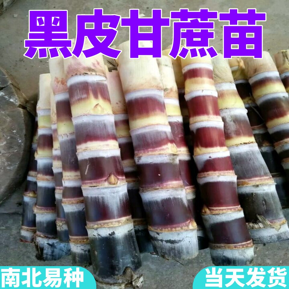 甘蔗种多汁广西黑皮甘蔗苗易种植黄金皮超甜节长南北方甘蔗种子籽