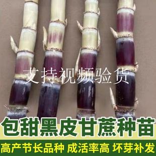 广西黑皮甘蔗种籽青皮黄皮甘蔗种苗黄金易种优质南方老式甘蔗苗种