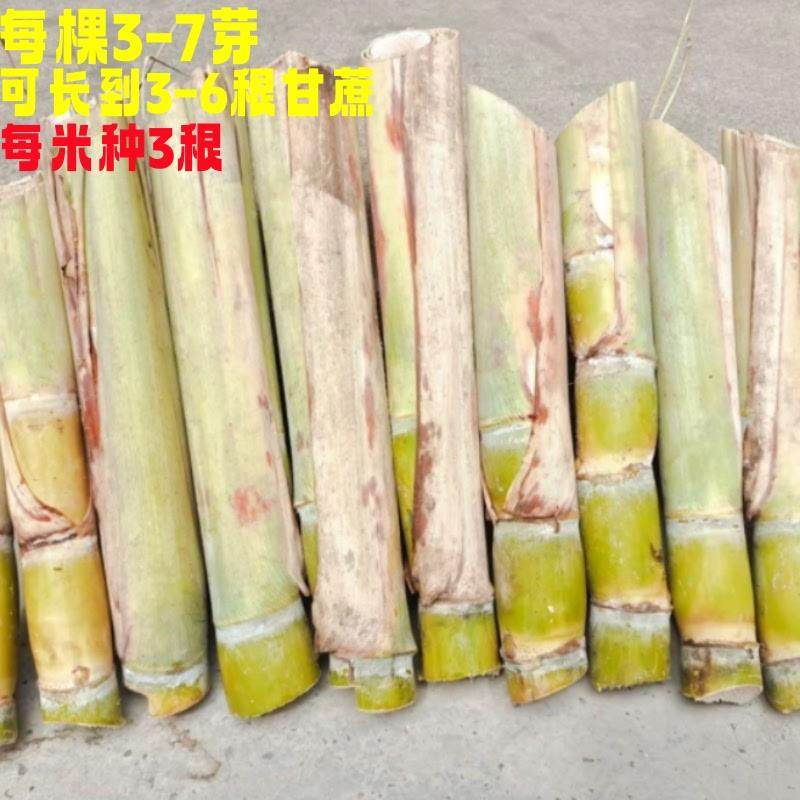 甘蔗苗种4-7芽正宗多汁广西黑皮甘蔗种植黄皮节长超甜易种甘蔗苗