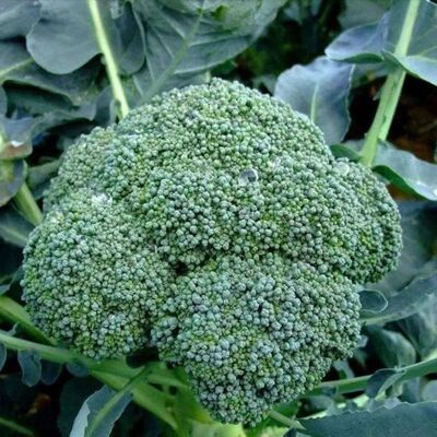 三色花菜种子混搭西兰花紫白椰菜