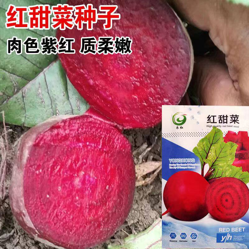 红甜菜根种子春秋播种高糖蔬菜