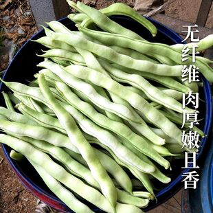 九粒白架豆种子 芸豆种籽大全高产老来少白不老豆角四季蔬菜种孑