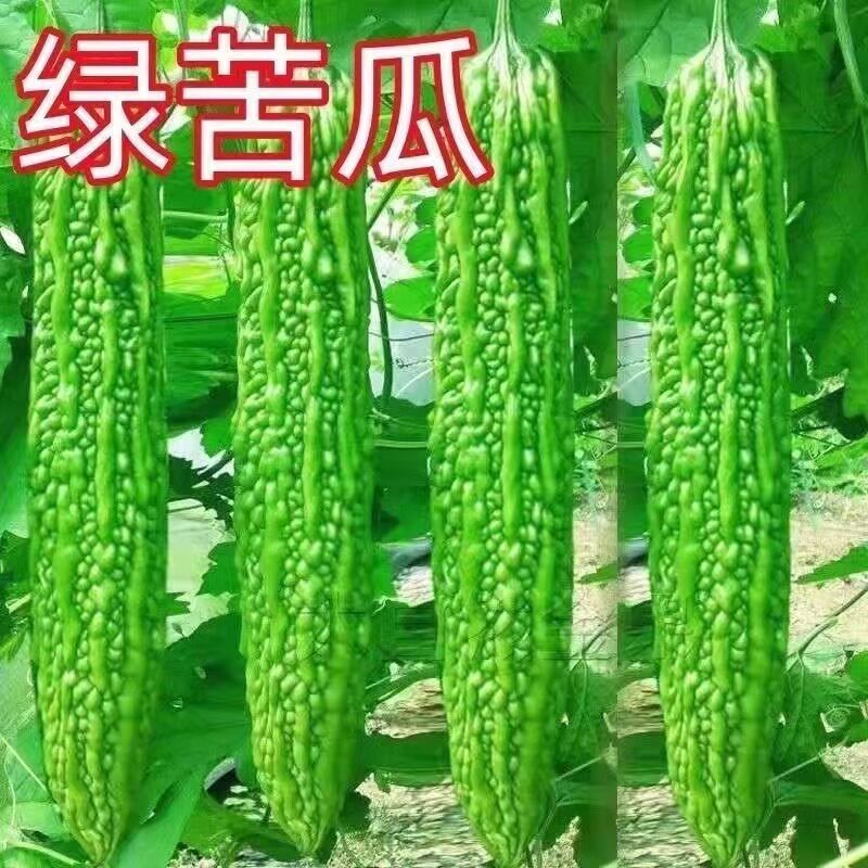 长绿苦瓜种子大青苦瓜绿疙瘩苦瓜种籽庭院阳台春季蔬菜种子