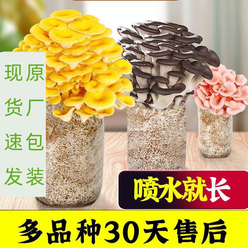 蘑菇种植包香菇菌种网红