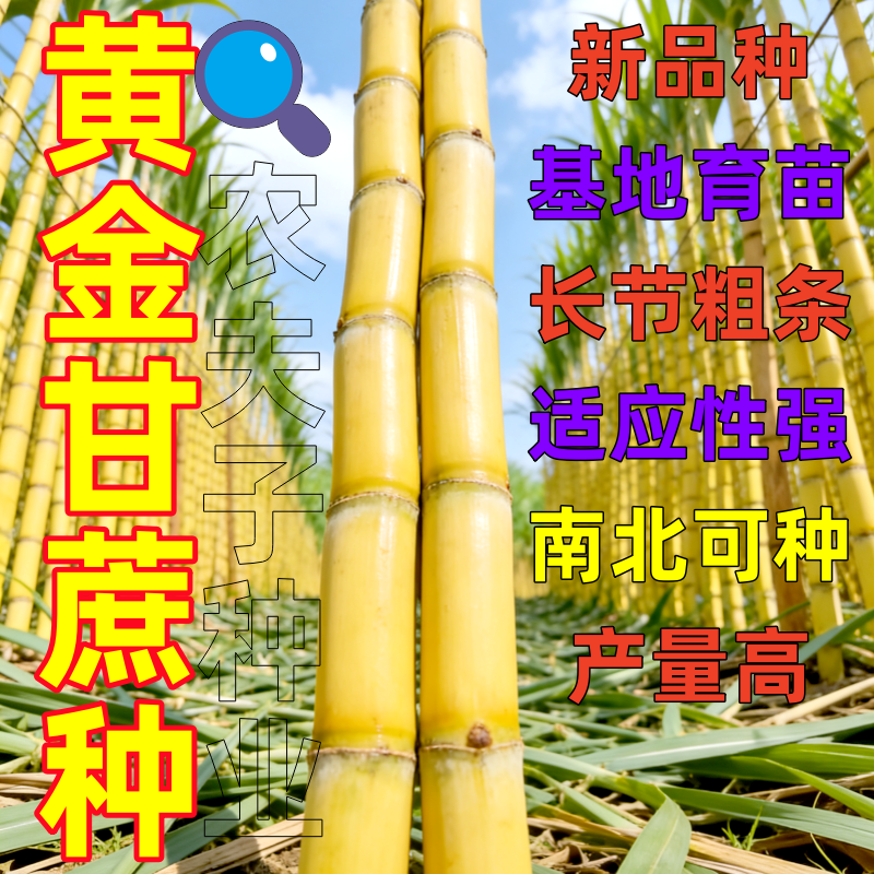 广西黄金皮甘蔗带芽高产脆甜种苗