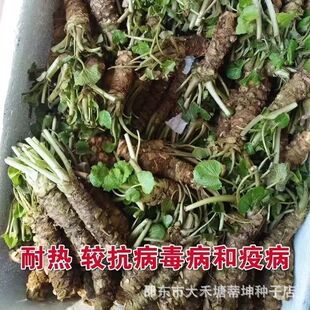 正宗草本芥末种子山葵种籽高产四季易种阳台盆栽庭院辣根种子