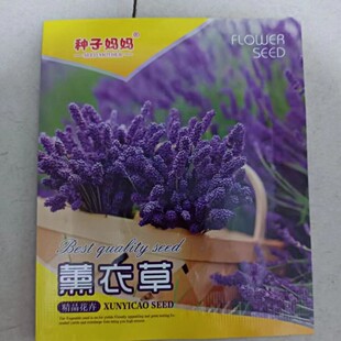 薰衣草种子普罗旺斯薰衣草花种四季易种驱蚊香草盆栽庭院花海种子