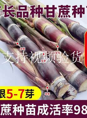 节长黑皮水果甘蔗种苗种紫青黄金皮甘蔗种苗种子芽粗壮现货易成活